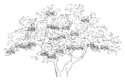 Olive Tree CAD block