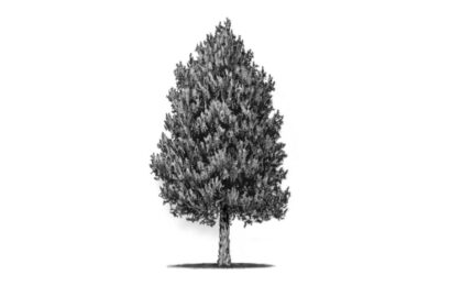 Arizona Cypress CAD block