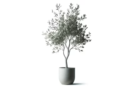Decorative Olive Tree CAD block