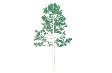 Betula-Tree-CAD-Block