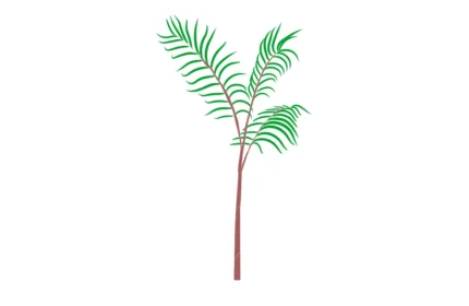 Chamaedorea Costariana Tree CAD Drawings (DWG PDF SVG)