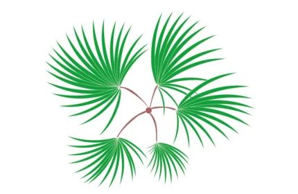 Chamaerops Humilis Tree Plan View Drawings (DWG, PDF, SVG) files