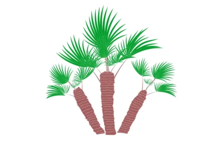 Chamaerops Humilis Multiple Trunks Tree Drawings (DWG PDF SVG)