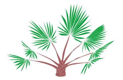Chamaerops humilis Tree Drawings (DWG PDF SVG) files