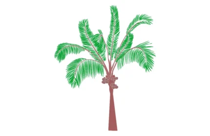 Cocos Nucifera Tree - Elevation View AutoCAD Drawings, PDF, and SVG Formats