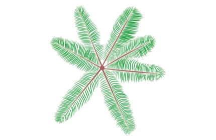 Cocos Nucifera Tree - Top View Drawings in DWG, PDF, SCG formats