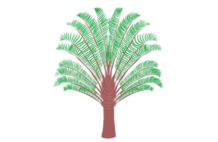 Dypsis Decaryi Tree - Elevation View Drawings (DWG, PDF, SVG)