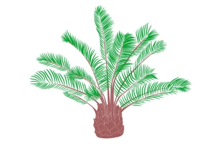Jubeae Chilenis Tree - Elevation View Drawings (DWG, PDF, SVG)