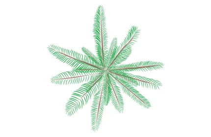 Jubeae Chilenis Tree - Top View Drawings (DWG, PDF, SVG)