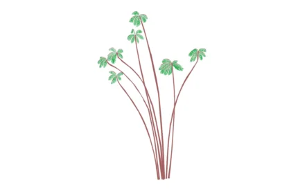 Oncosperma Filamentosum Tree Elevation View Drawings in DWG, PDF, SVG Formats